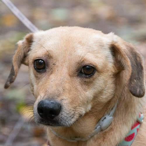 Psy ze schroniska do adopcji Klonuś