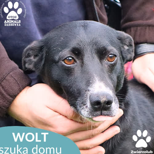 Psy ze schroniska do adopcji Wolt