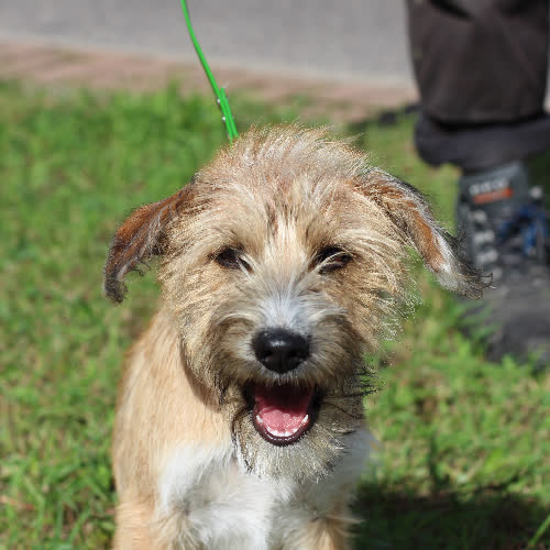 Psy ze schroniska do adopcji Dori