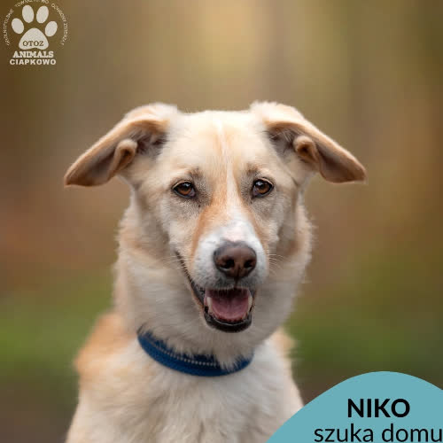 Niko