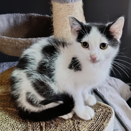 Koty ze schroniska do adopcji Loki