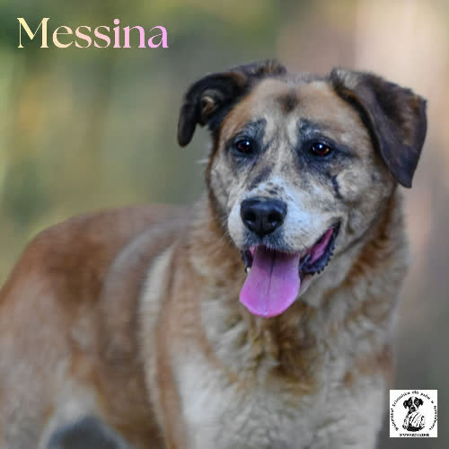 Mądra MESSINA 