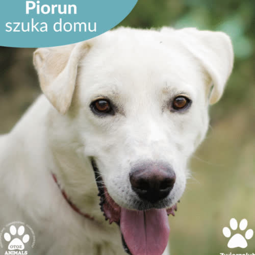 Psy ze schroniska do adopcji Piorun