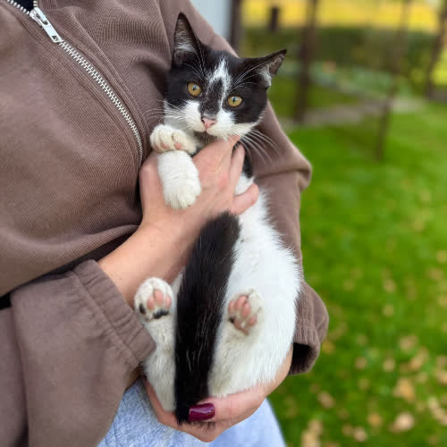 Koty ze schroniska do adopcji Lucky