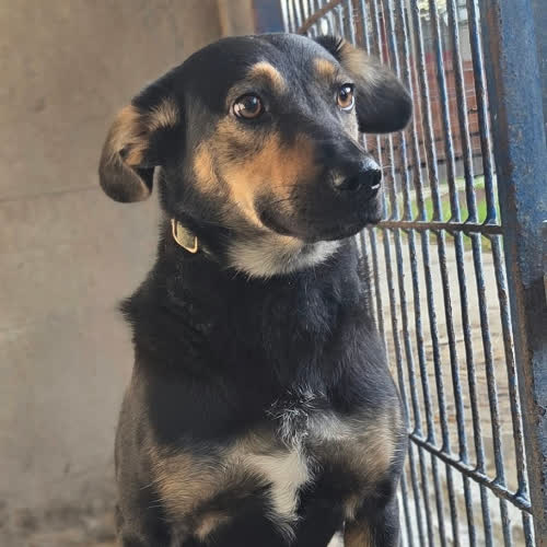 Psy ze schroniska do adopcji Lady 