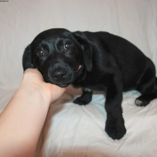 Psy ze schroniska do adopcji Wiki