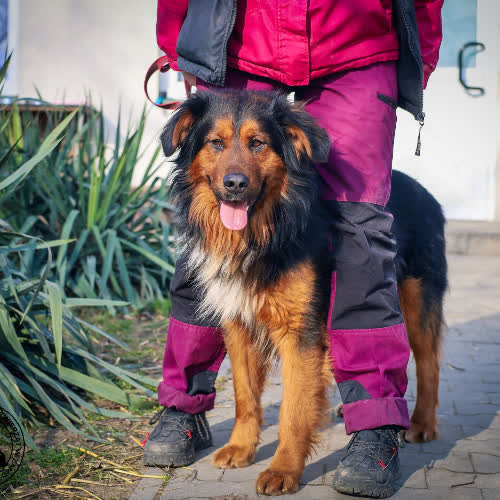 Psy ze schroniska do adopcji Aslan