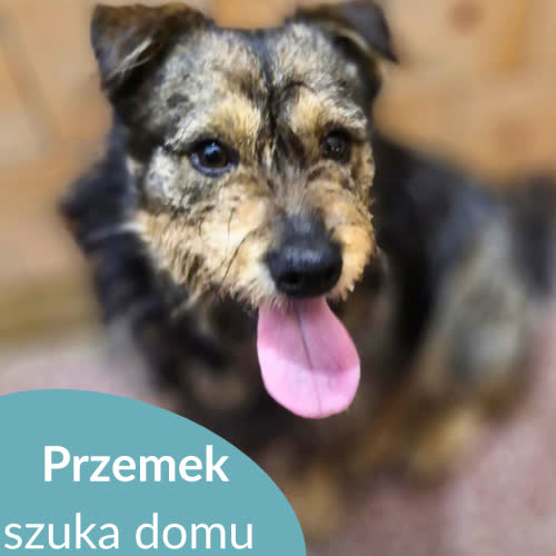 Przemek