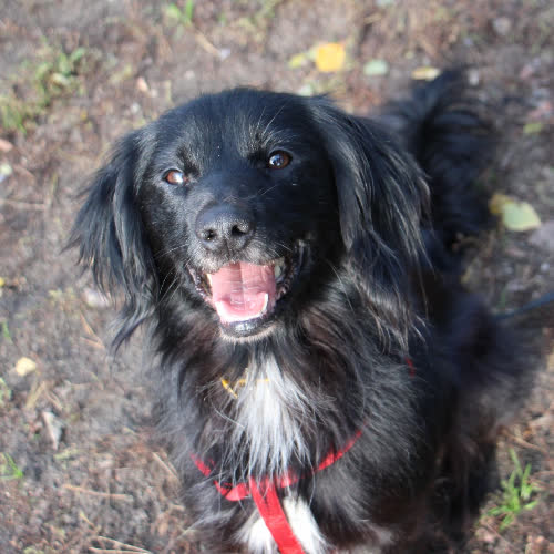 Psy ze schroniska do adopcji Murzynek 