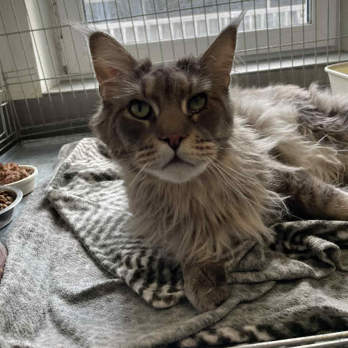 Koty ze schroniska do adopcji Winter