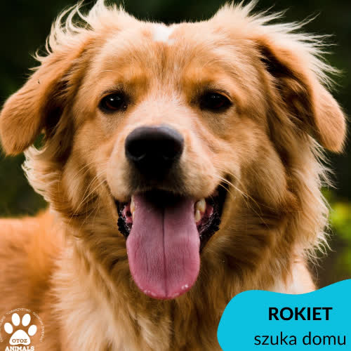 Rokiet
