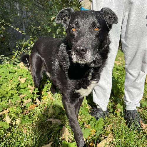 Psy ze schroniska do adopcji Sebuś