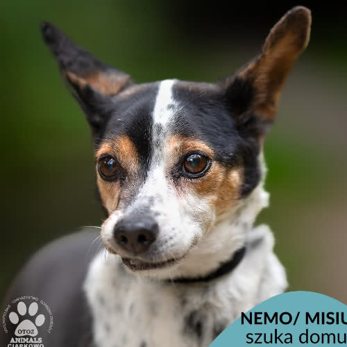 Nemo