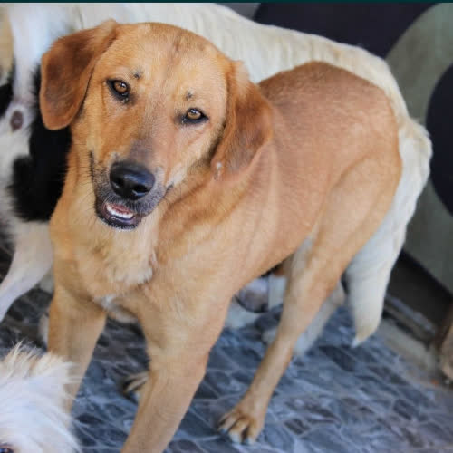 Psy ze schroniska do adopcji Nora
