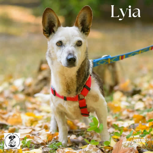 Psy ze schroniska do adopcji Lyia