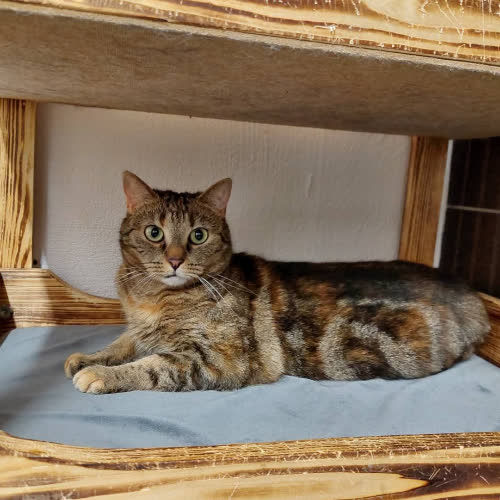 Koty ze schroniska do adopcji Zezia