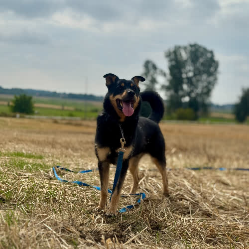 Psy ze schroniska do adopcji Neon