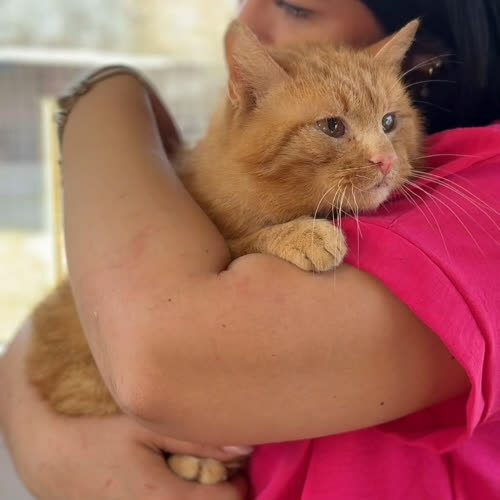 Koty ze schroniska do adopcji Joe