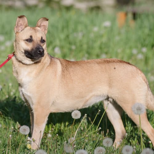 Psy ze schroniska do adopcji Stasia