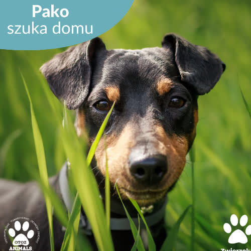 Pako 
