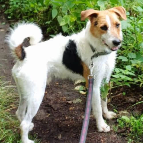 Psy ze schroniska do adopcji Ciapek