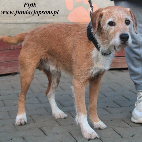Fifik