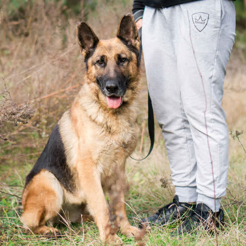 Psy ze schroniska do adopcji Kama
