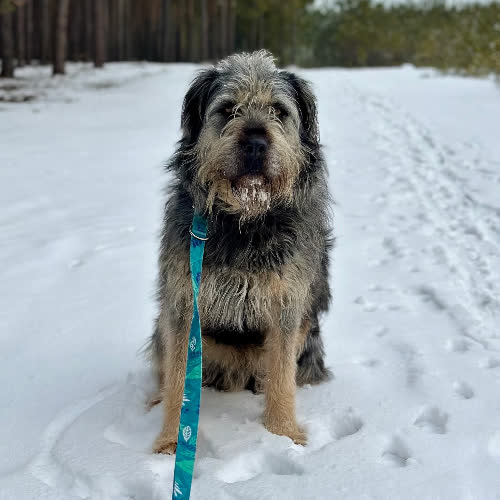 Psy ze schroniska do adopcji Kori