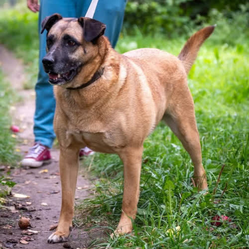 Psy ze schroniska do adopcji Mops