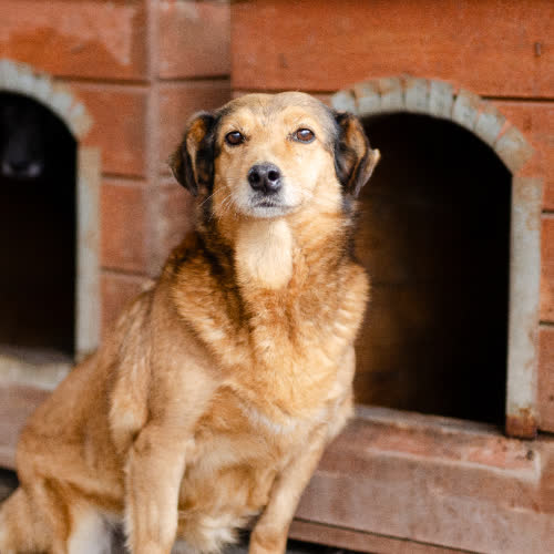 Psy ze schroniska do adopcji Rudzia