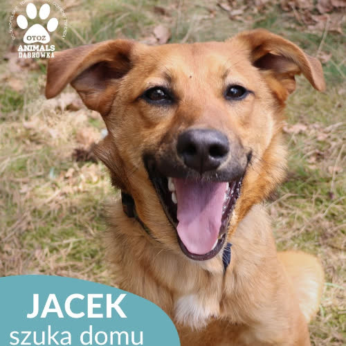 Psy ze schroniska do adopcji Jacek