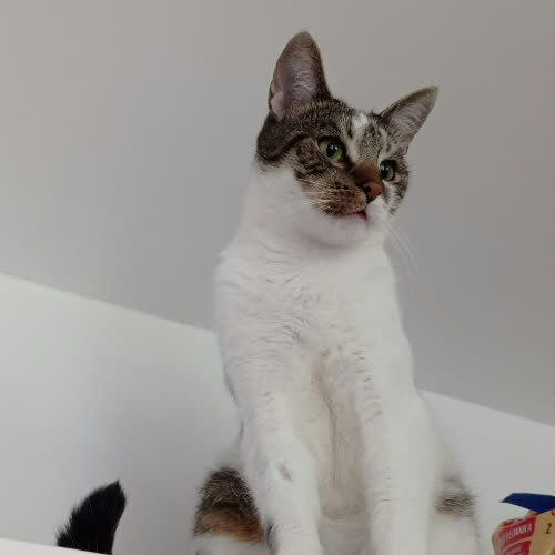 Koty ze schroniska do adopcji Ryszek
