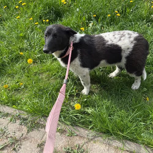 Psy ze schroniska do adopcji Romcio