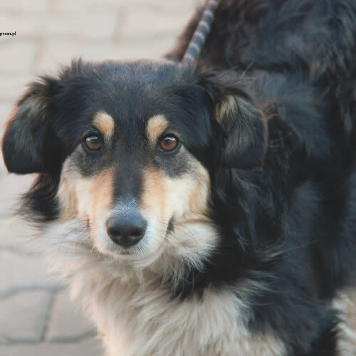 Psy ze schroniska do adopcji Frania