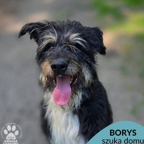Borys