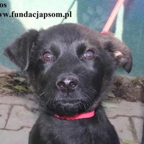 Psy ze schroniska do adopcji Atos