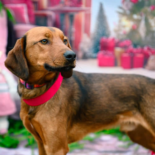 Psy ze schroniska do adopcji Trufel