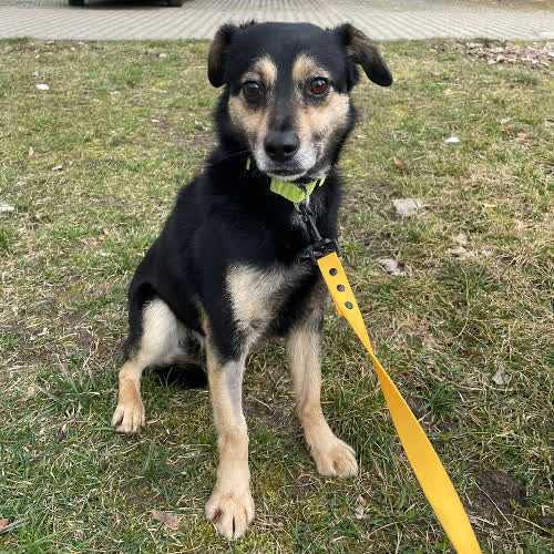 Psy ze schroniska do adopcji Staszek