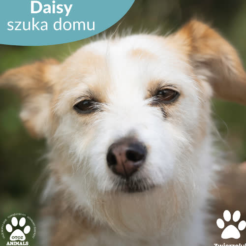 Psy ze schroniska do adopcji Daisy