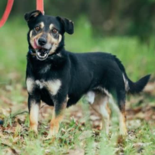 Psy ze schroniska do adopcji Maksio