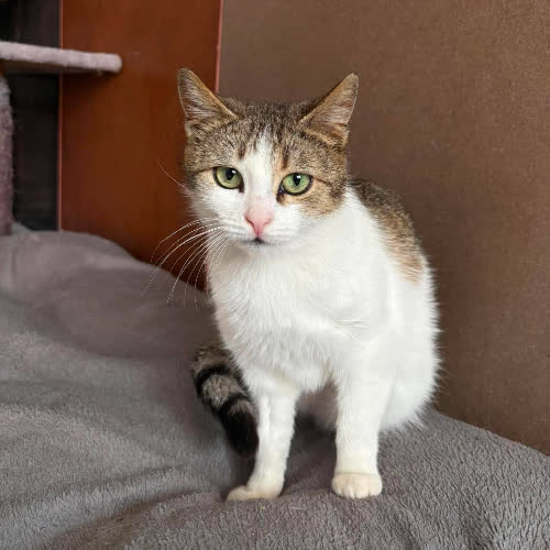 Koty ze schroniska do adopcji GRETA