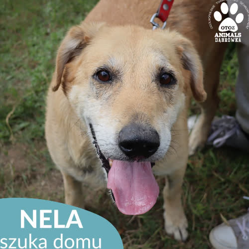 Nela