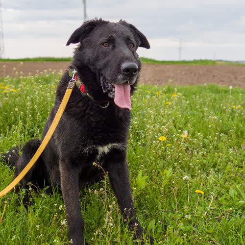 Psy ze schroniska do adopcji Blacky
