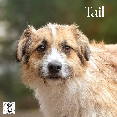 Psy ze schroniska do adopcji Tail 