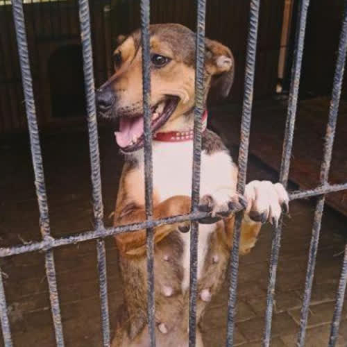 Psy ze schroniska do adopcji Asza