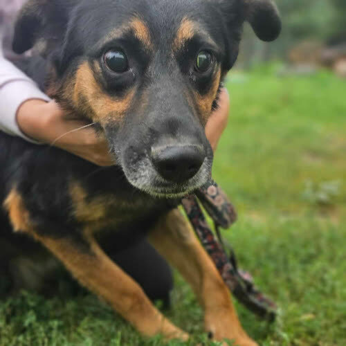 Niewidomy Stiven pilne