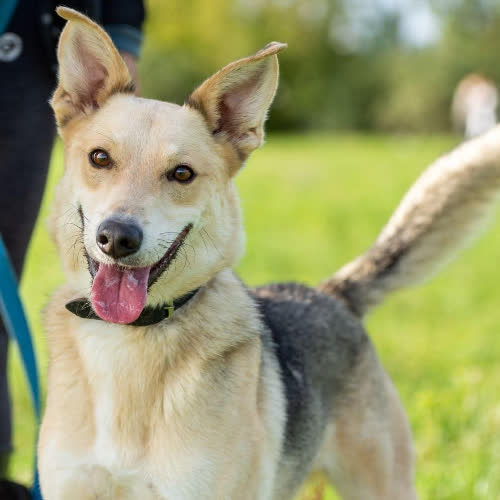 Psy ze schroniska do adopcji Bubel