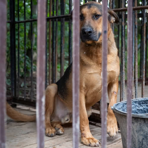Psy ze schroniska do adopcji Laki