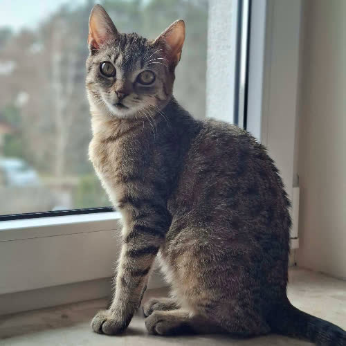 Koty ze schroniska do adopcji Malta