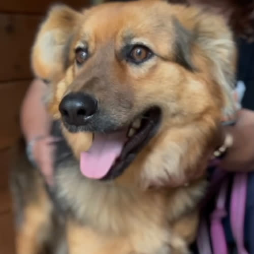 Psy ze schroniska do adopcji Klara